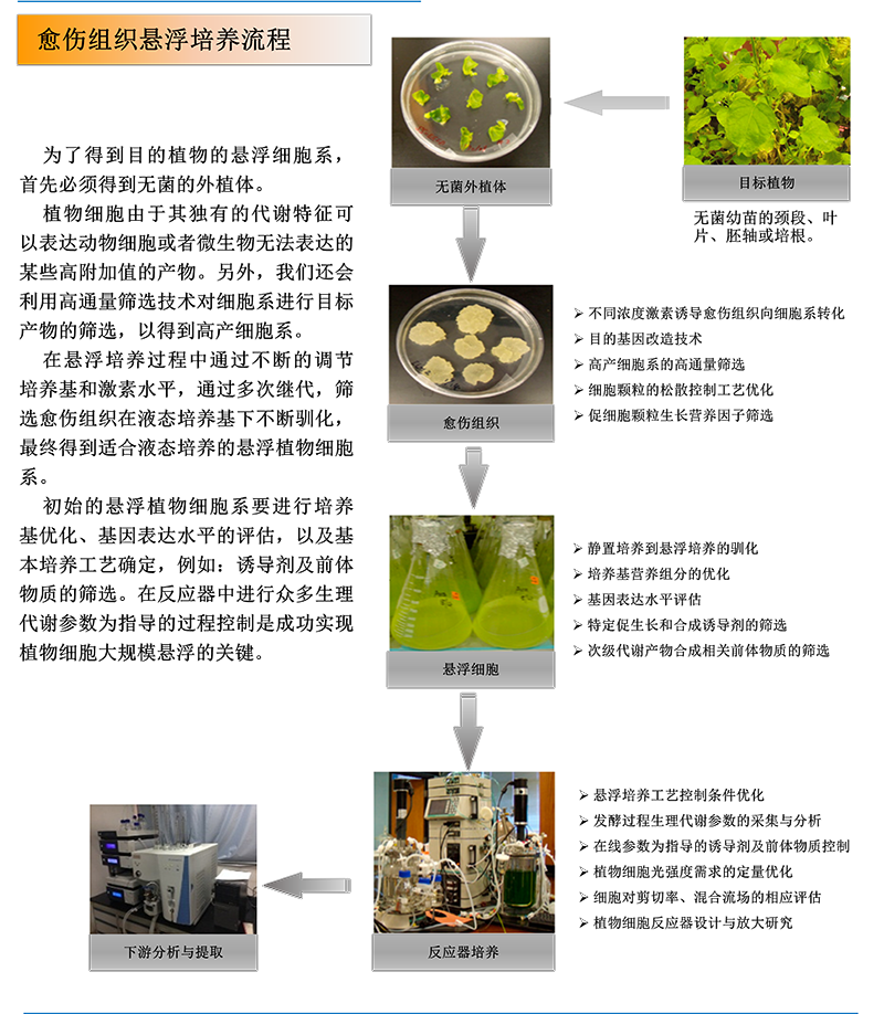 植物細胞大規模培養過程優化與反應器裝置